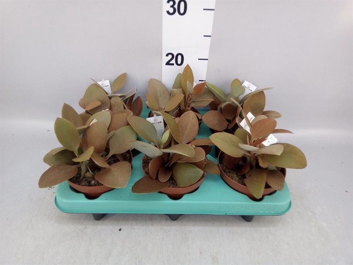 <h4>Kalanchoe NF orygalis</h4>
