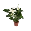 ANTHURIUM WHITE WINNER P17