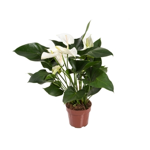 ANTHURIUM WHITE WINNER P17