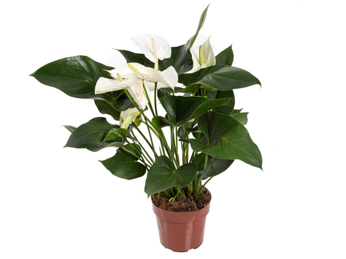 <h4>ANTHURIUM WHITE WINNER P17</h4>