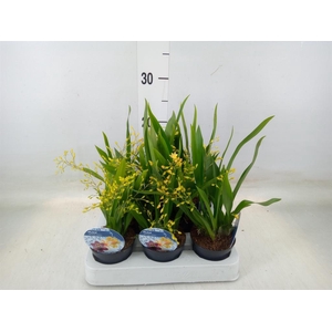 Oncidium   ...