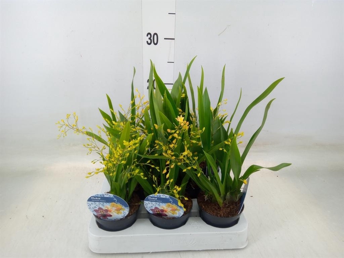 <h4>Oncidium   ...</h4>