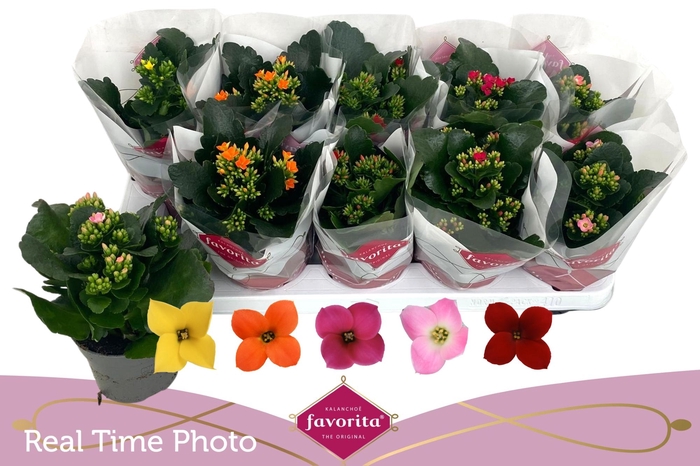 <h4>KAL EN GEM 5 KL</h4>