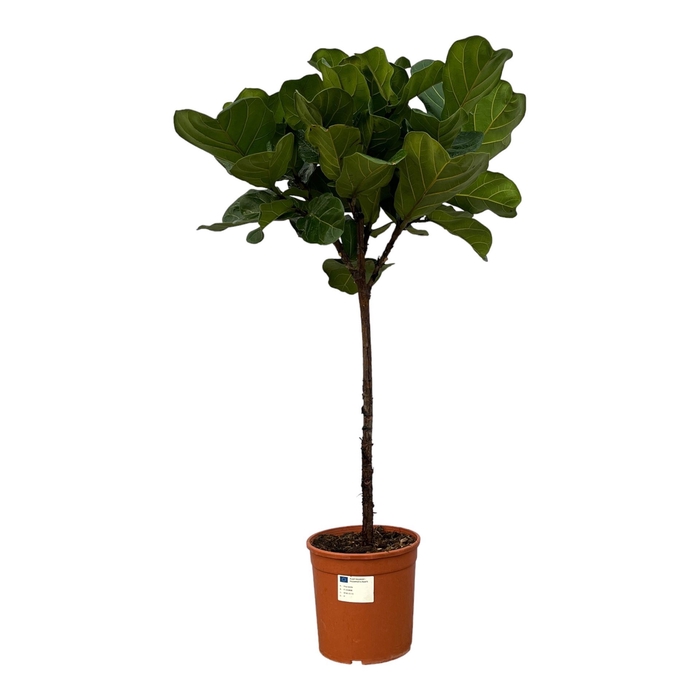 <h4>Ficus lyrata</h4>