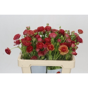 Ranunculus Butterfly Musa