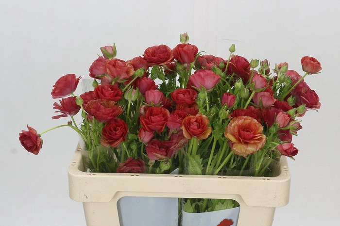 <h4>Ranunculus Butterfly Musa</h4>