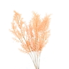 Pres Ruscus Soft Bleached Light Pink Per Stem