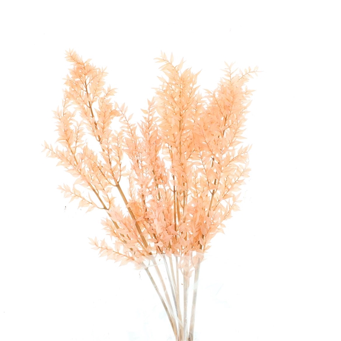 <h4>Pres Ruscus Soft Bleached Light Pink Per Stem</h4>