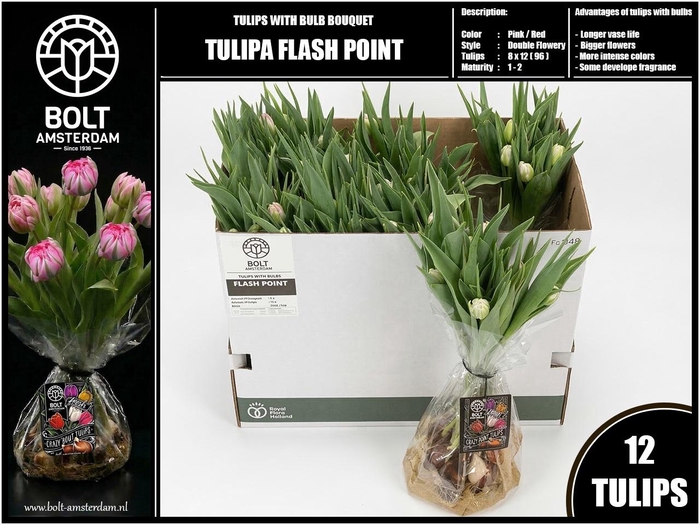 <h4>TU DU FLASH POINT</h4>