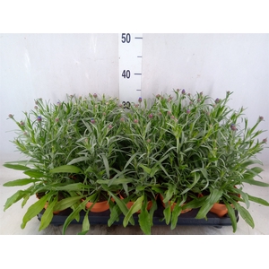 Centaurea   ...