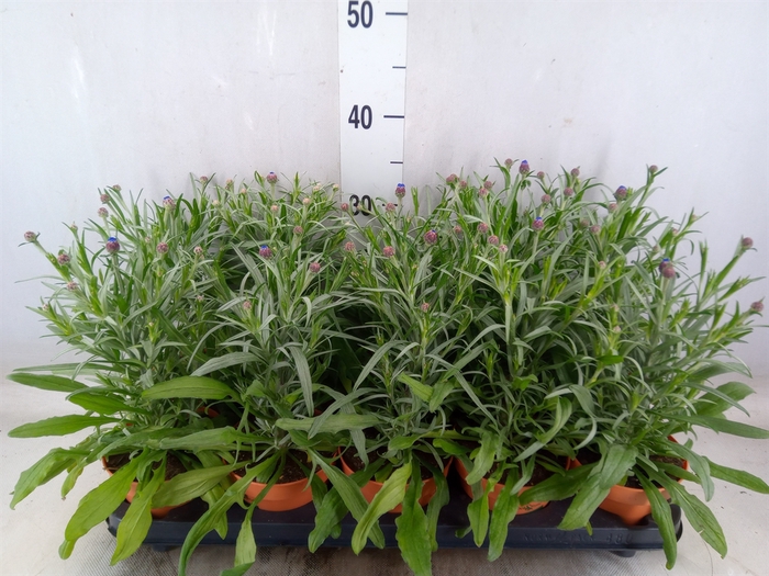 <h4>Centaurea   ...</h4>