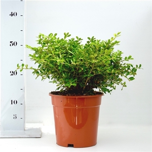 Buxus microphylla 'Herrenhausen' 20-25cm bodenbedekker