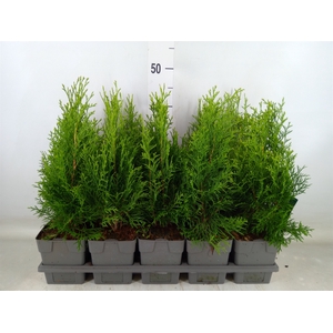 Thuja occid. 'Smaragd'