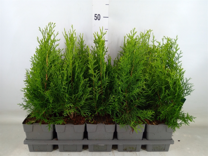 <h4>Thuja occid. 'Smaragd'</h4>
