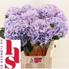 Hydrangea royal benefit