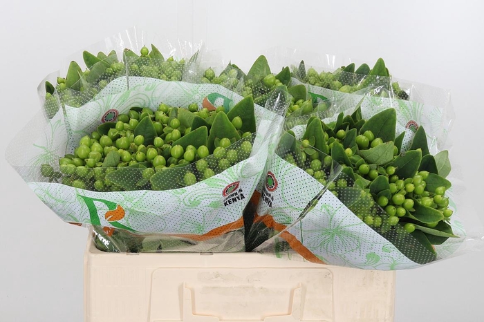 <h4>Hyp Mag Mirage</h4>