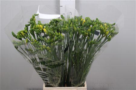 <h4>Fr Du Marseille</h4>