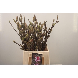MAGNOLIA STARBUST*