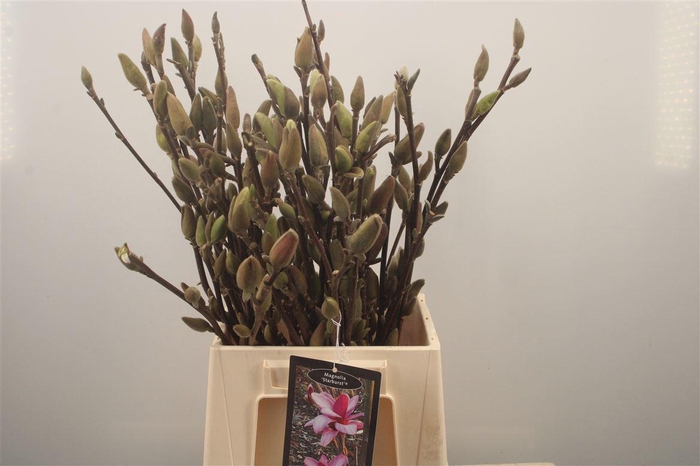 <h4>MAGNOLIA STARBUST*</h4>