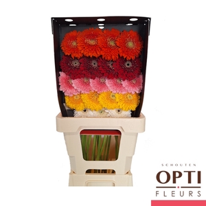 GE MB POM GEM-Diamond*20