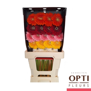 Germini Pomponi Pomponi gemengd Diamond