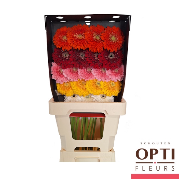 <h4>Germini Pomponi Pomponi gemengd Diamond</h4>