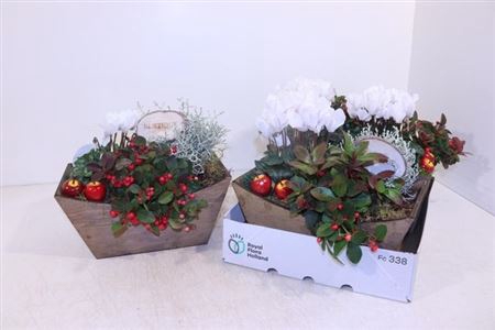 arr8 Arr Tuinplanten In Houten Kuip