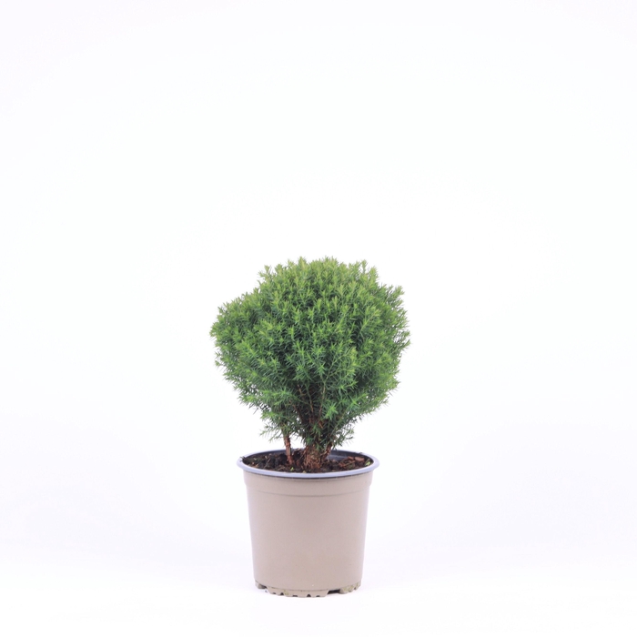 <h4>Thuja occidentalis 'Teddy'</h4>