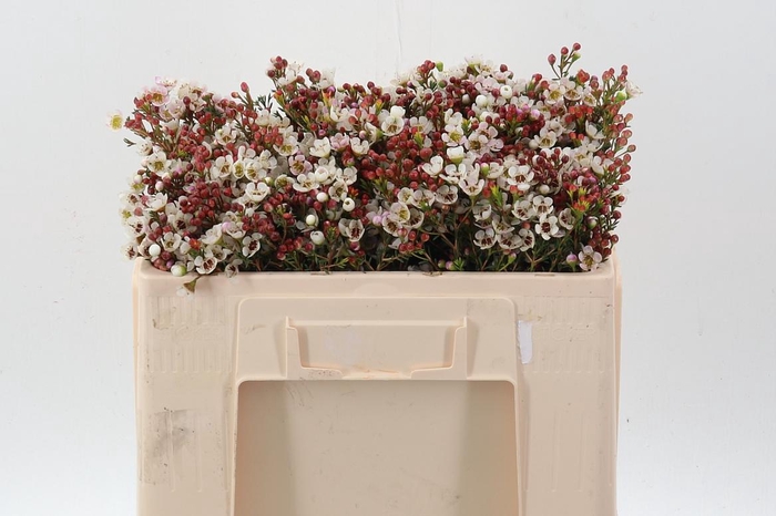 <h4>Cham MI Liron</h4>