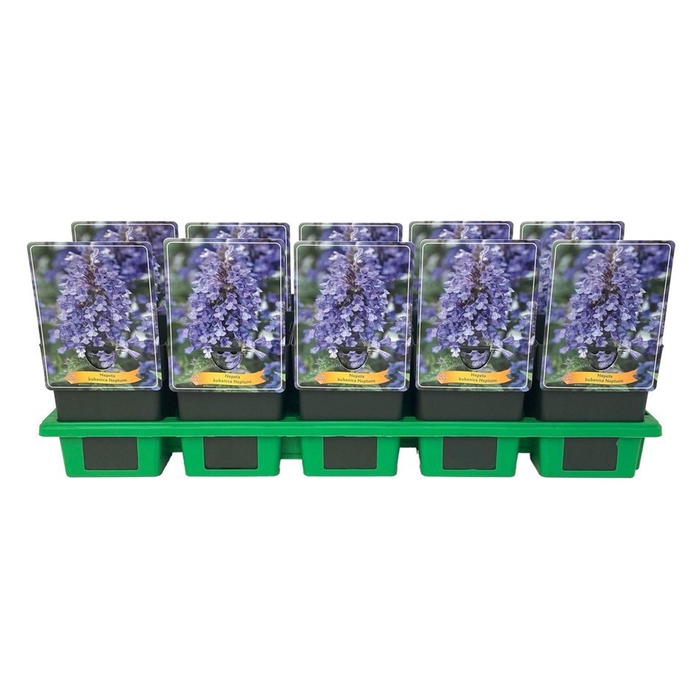 Nepeta Neptune