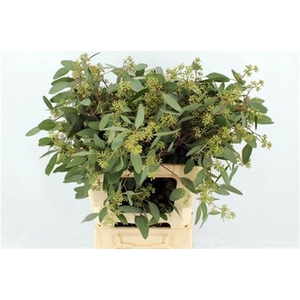 Euca Populus Berries Long 400gr