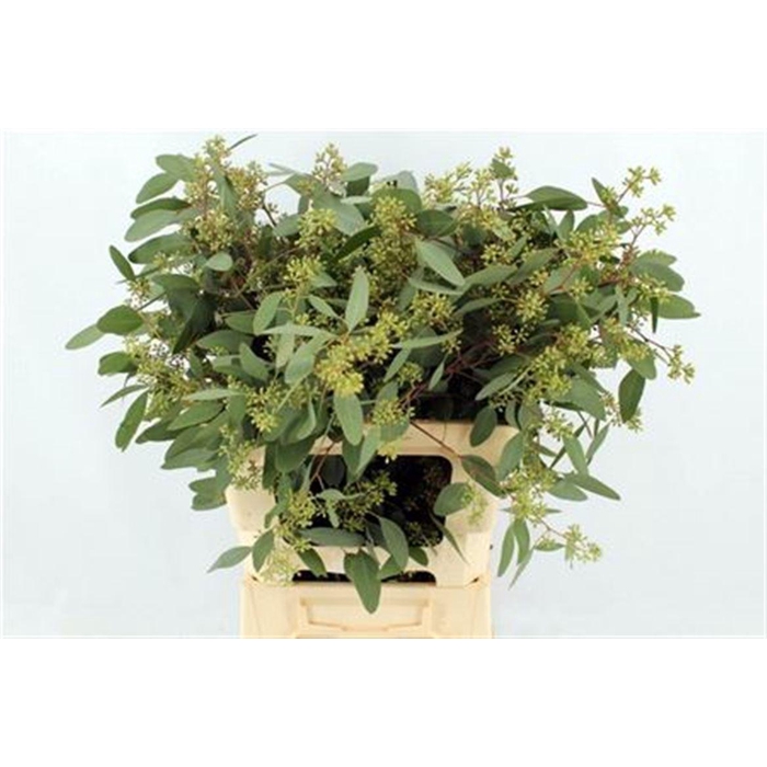 <h4>Euca Populus Berries Long 400gr</h4>