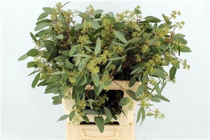 Euca Populus Berries Long 400gr