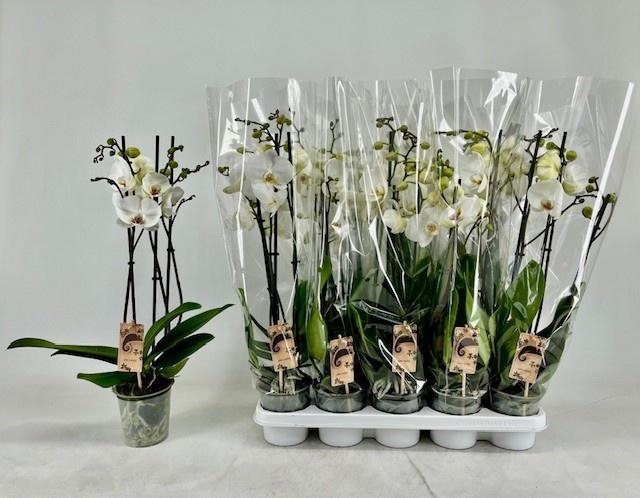 <h4>PHAL OV WIT</h4>