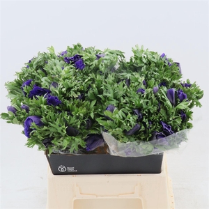 Anemone Galil Blauw