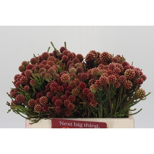 Kaaps Groen Brunia Fraga (Clusterstar Raspberry)