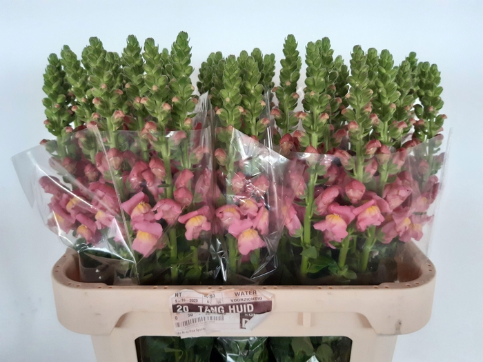 <h4>ANTIR ANTIBES ROSE</h4>