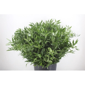 Ruscus Short 300gram P Bunch