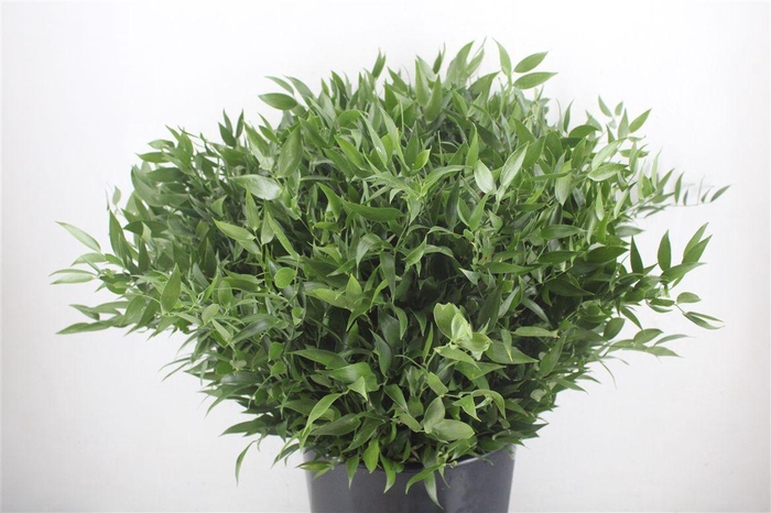 <h4>Ruscus Short 300gram P Bunch</h4>