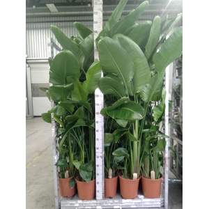 Strelitzia nicolai