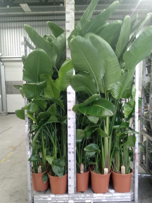 <h4>Strelitzia nicolai</h4>