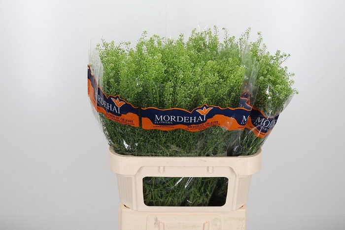 <h4>Lepidium Green Bell</h4>