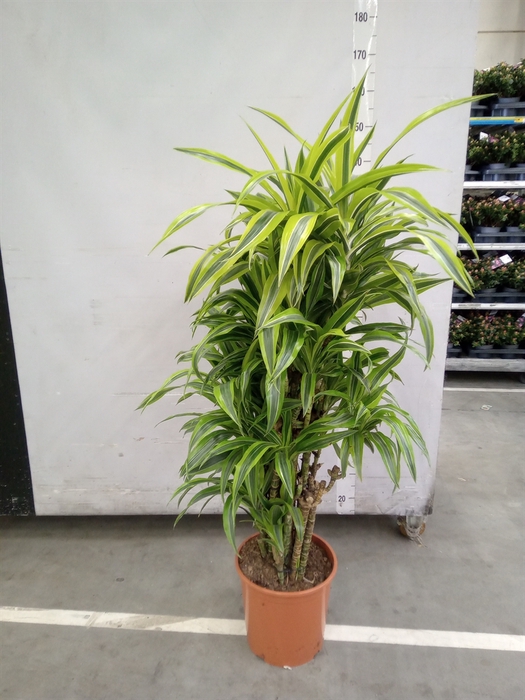 <h4>Dracaena fr de 'LemonLime'</h4>