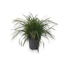 Care Morrowii Irish Green