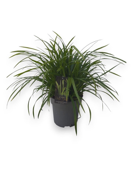 Care Morrowii Irish Green