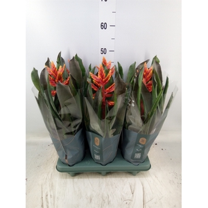 Aechmea  'Pepita Elegant Flames'