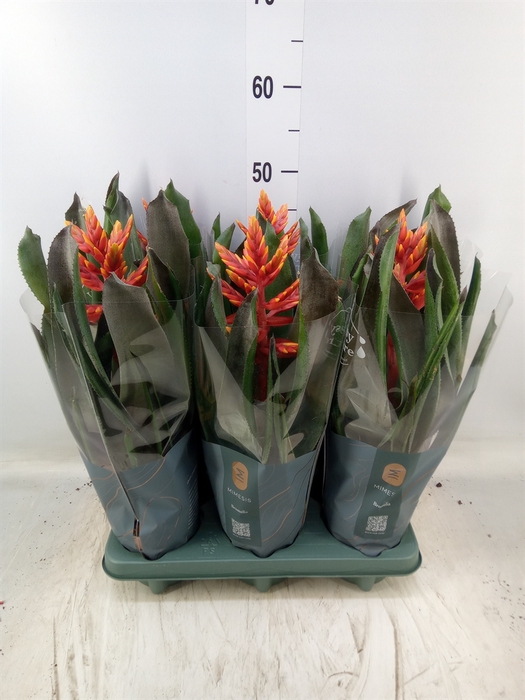 <h4>Aechmea  'Pepita Elegant Flames'</h4>