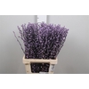 Salix Klb Red