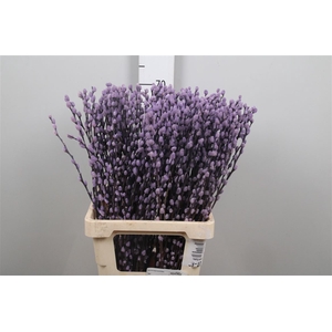 Salix Klb Milka
