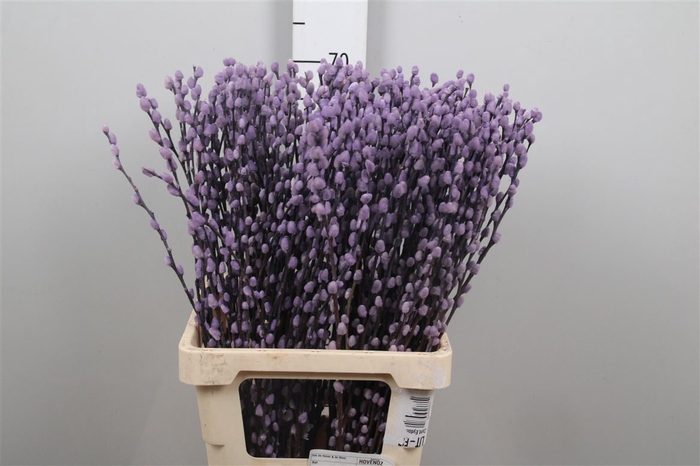 <h4>Salix Klb Milka</h4>